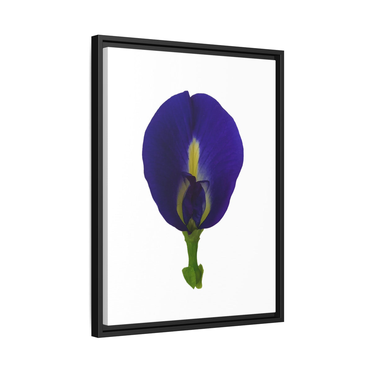 Original Butterfly Pea Flower Framed Canvas Wall Art