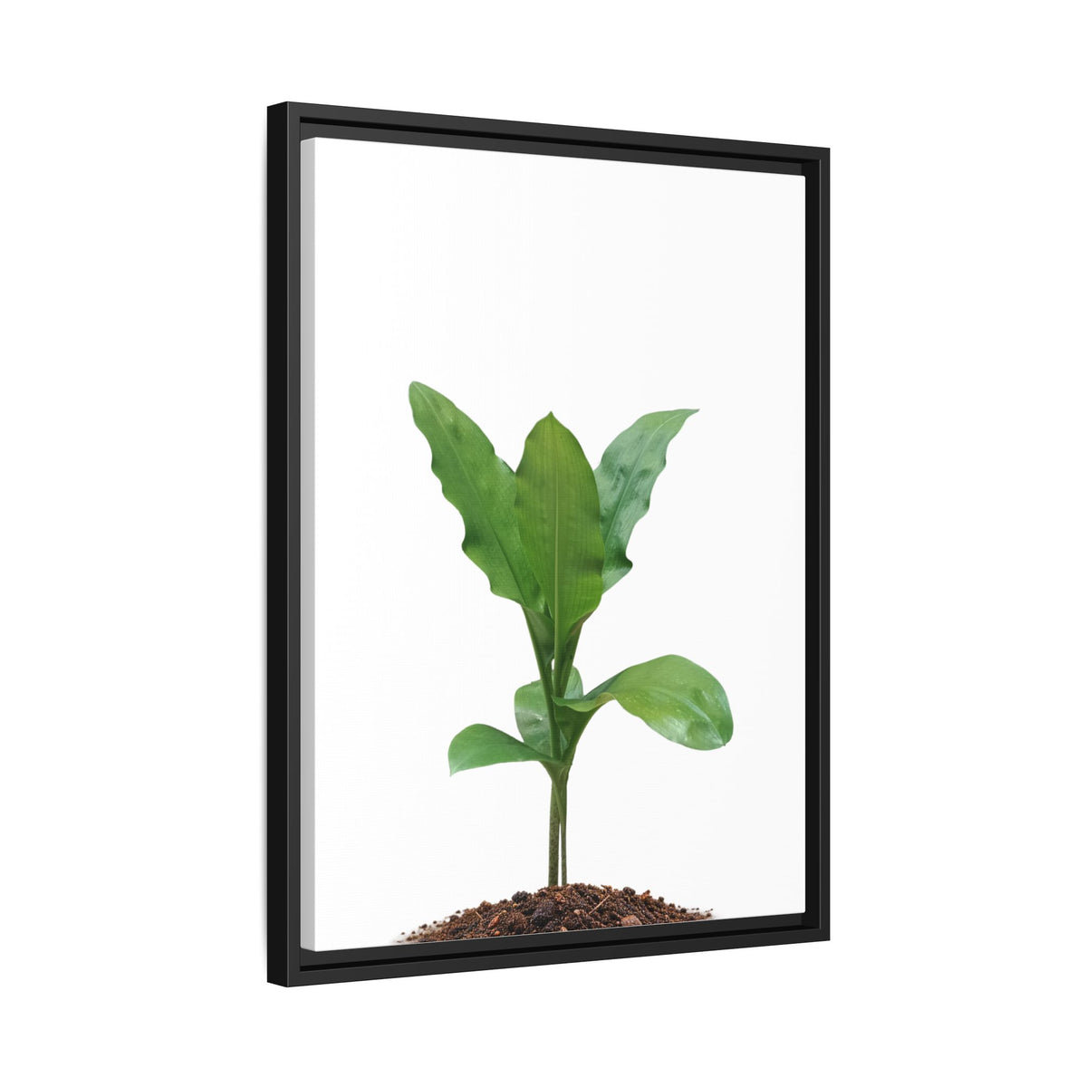Blood Lily Plant Paintbrush Lily Plant Framed Canvas Wall Art