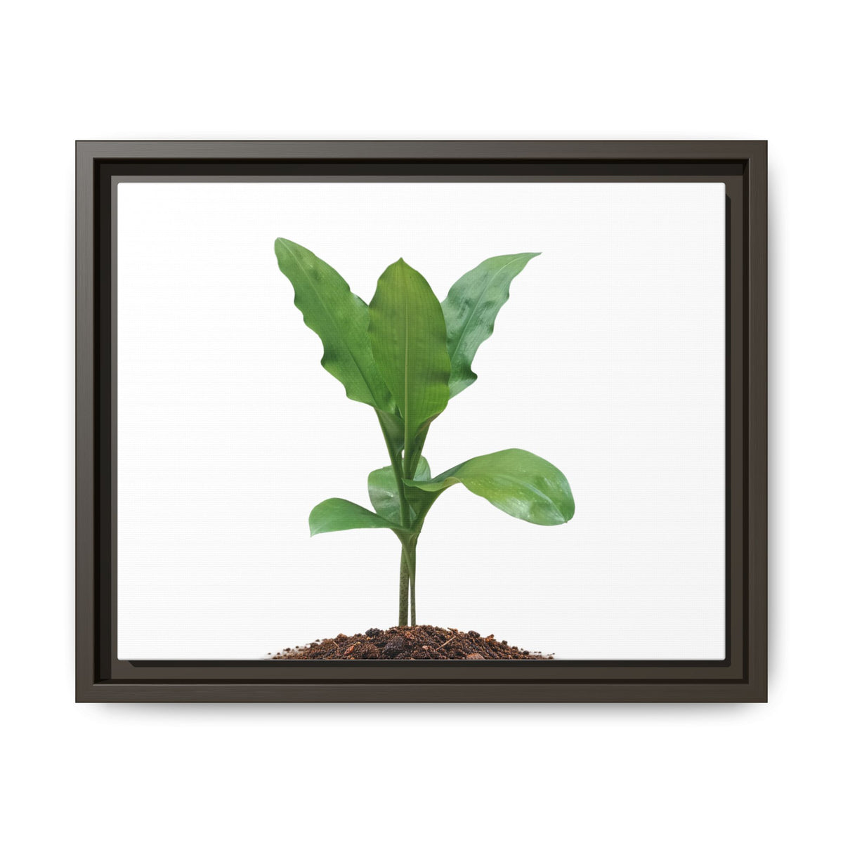 Blood Lily Plant Paintbrush Lily Plant Framed Canvas Wall Art
