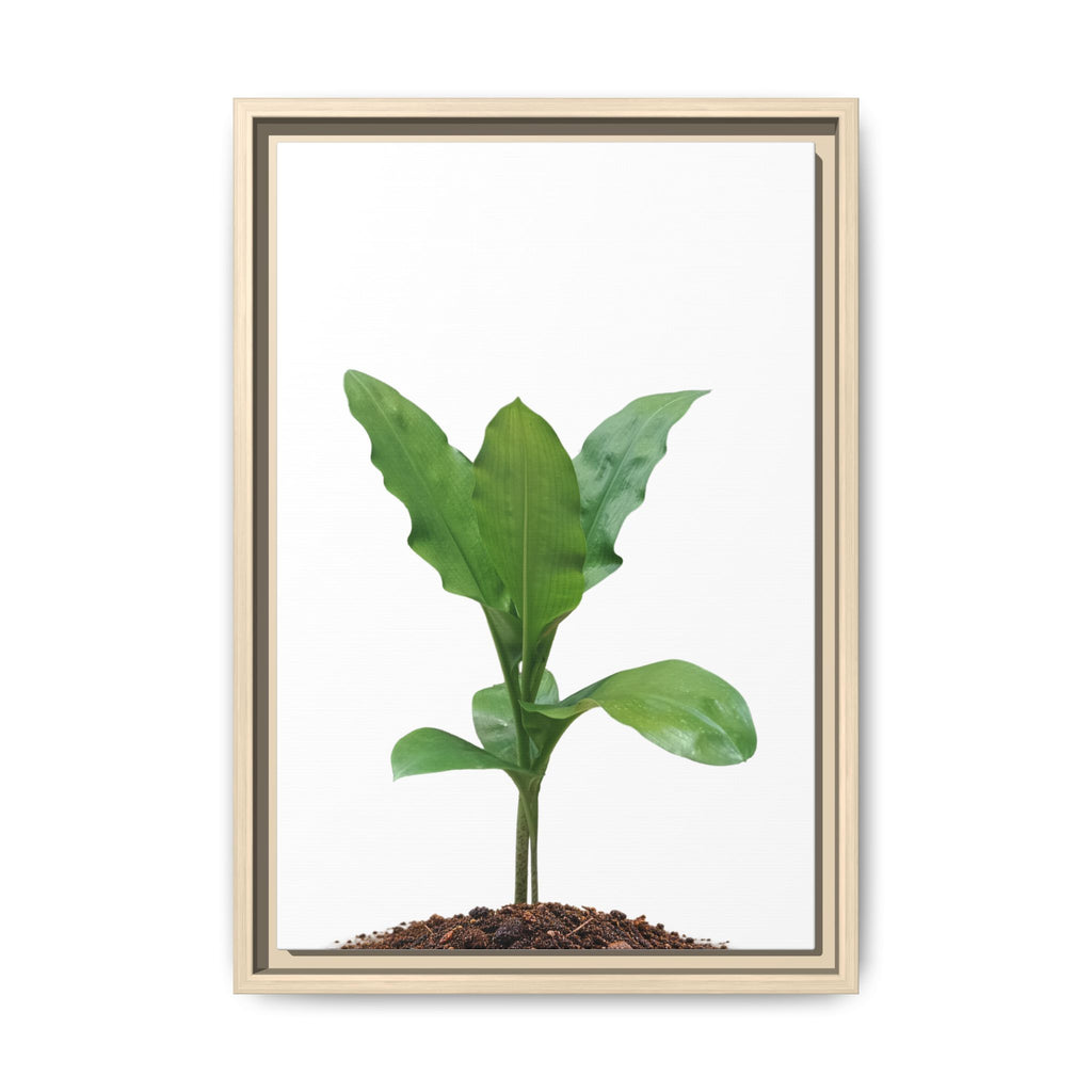 Blood Lily Plant Paintbrush Lily Plant Framed Canvas Wall Art