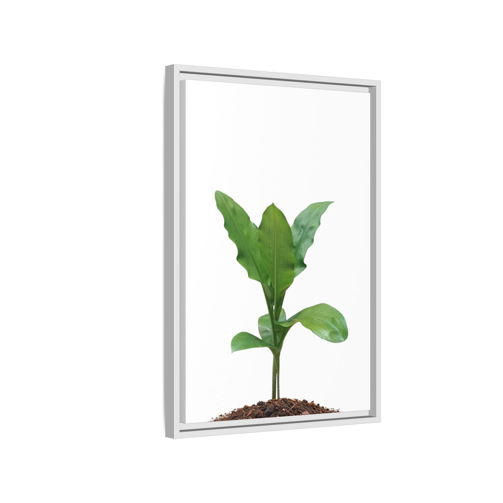 Blood Lily Plant Paintbrush Lily Plant Framed Canvas Wall Art