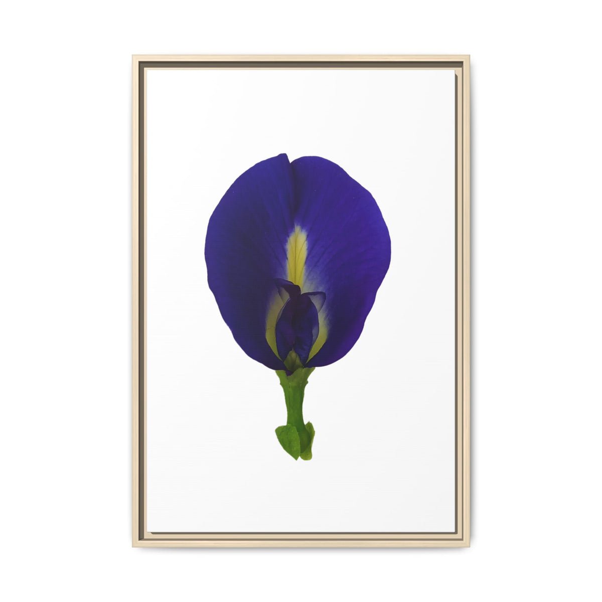 Original Butterfly Pea Flower Framed Canvas Wall Art