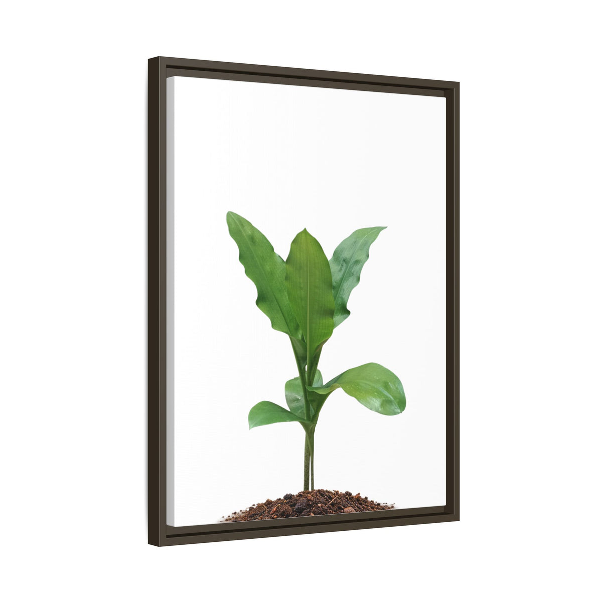 Blood Lily Plant Paintbrush Lily Plant Framed Canvas Wall Art