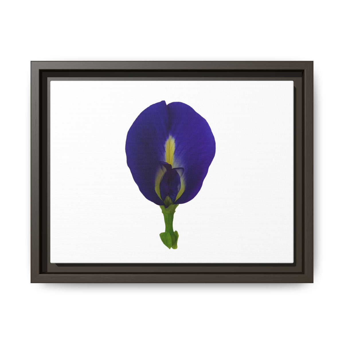 Original Butterfly Pea Flower Framed Canvas Wall Art