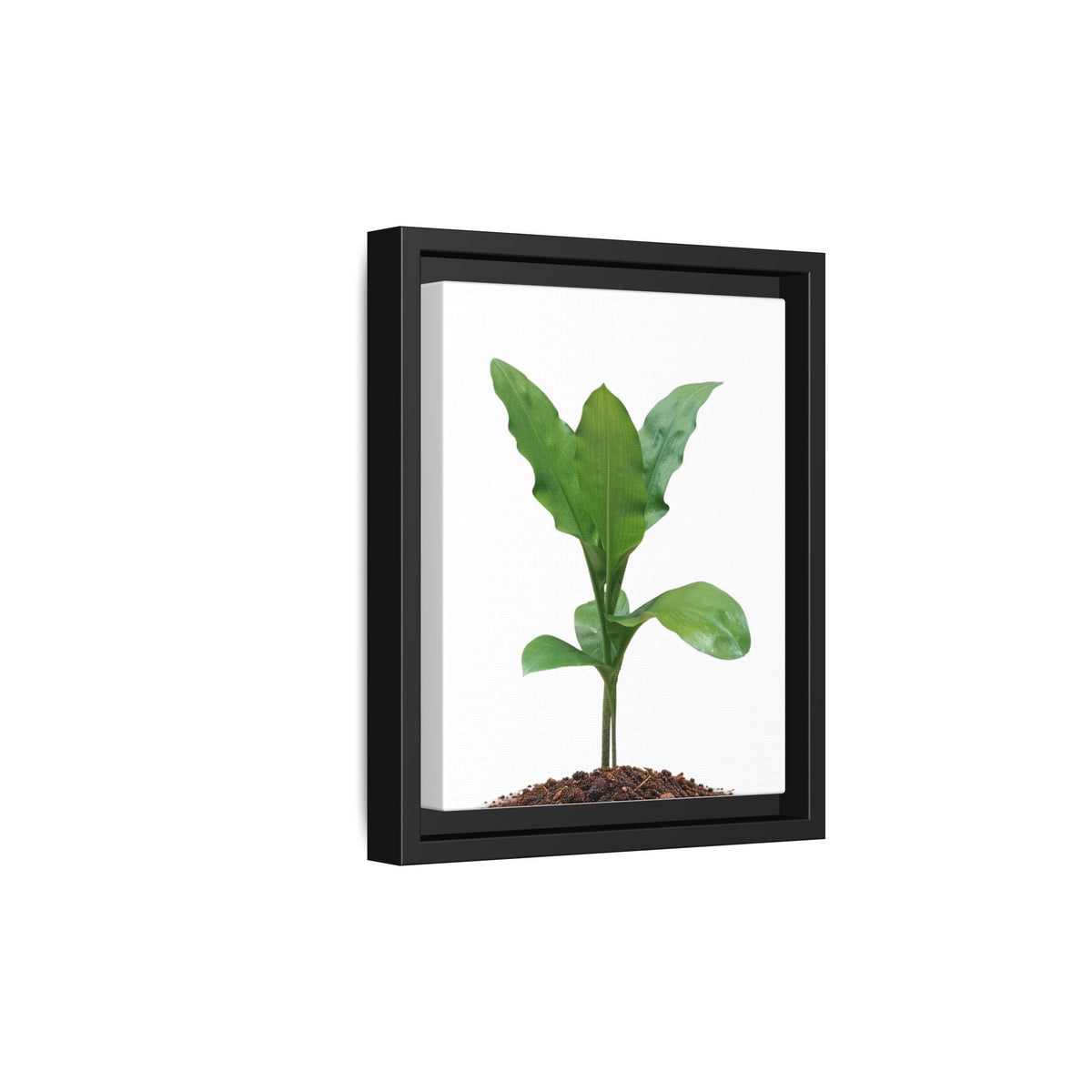 Blood Lily Plant Paintbrush Lily Plant Framed Canvas Wall Art