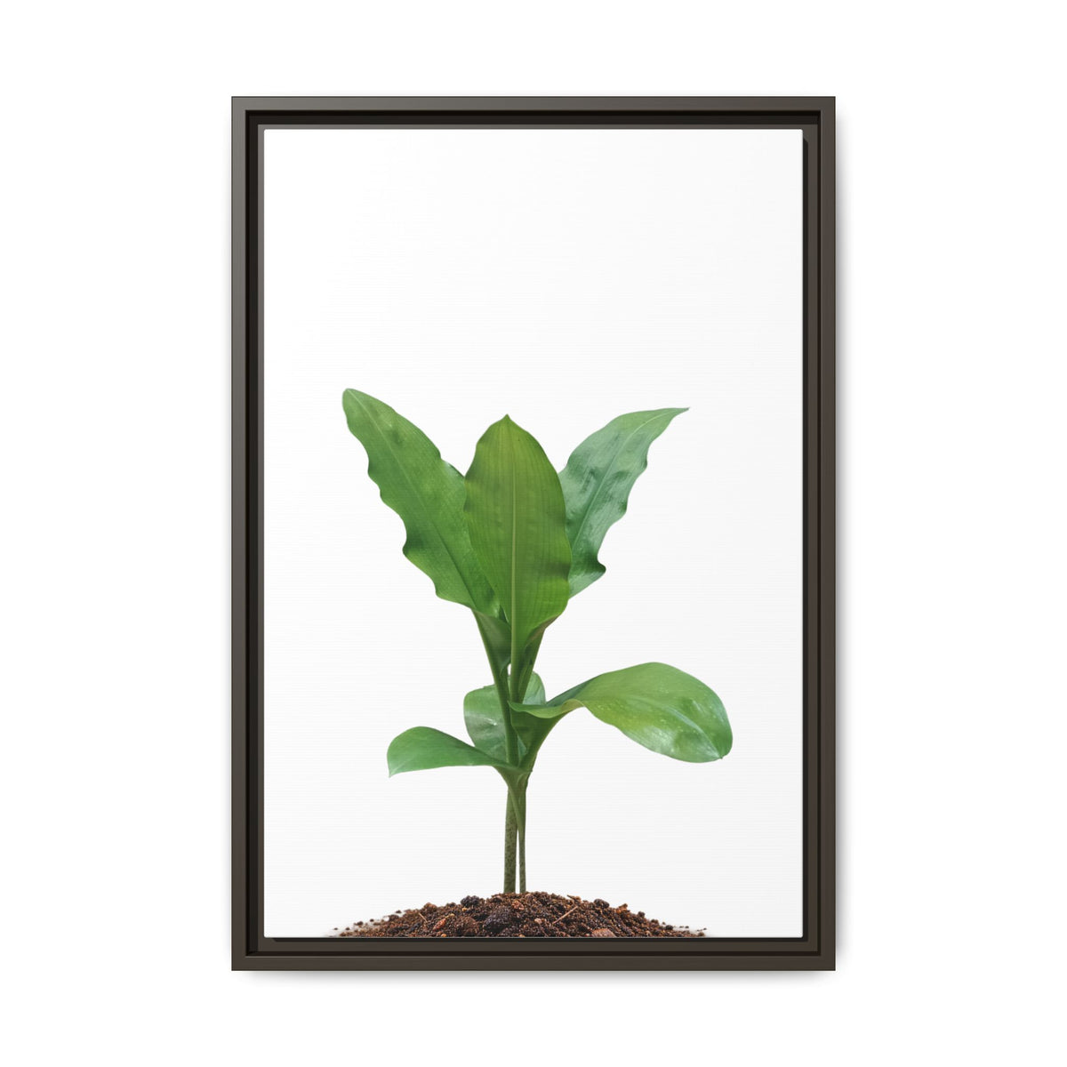 Blood Lily Plant Paintbrush Lily Plant Framed Canvas Wall Art