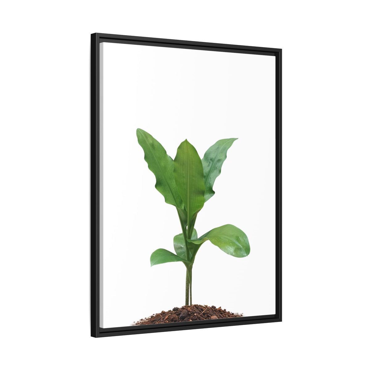 Blood Lily Plant Paintbrush Lily Plant Framed Canvas Wall Art
