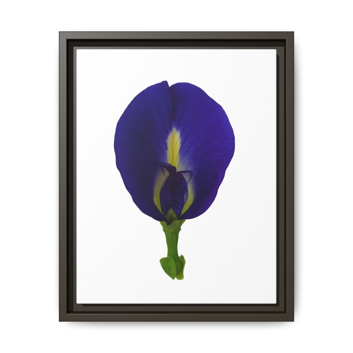 Original Butterfly Pea Flower Framed Canvas Wall Art