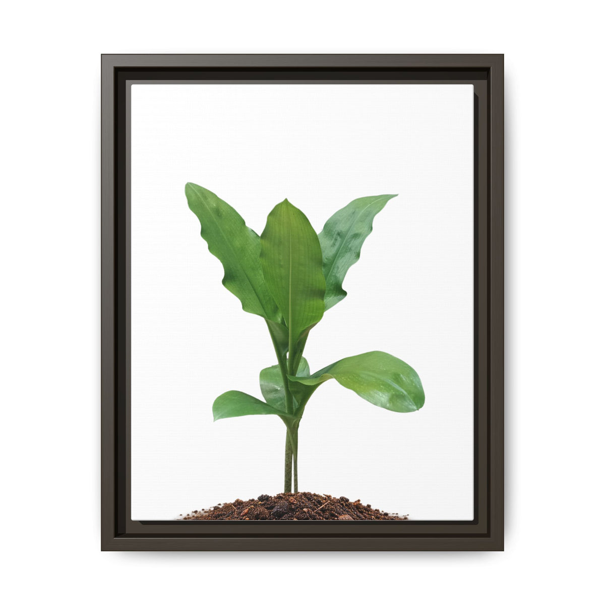 Blood Lily Plant Paintbrush Lily Plant Framed Canvas Wall Art