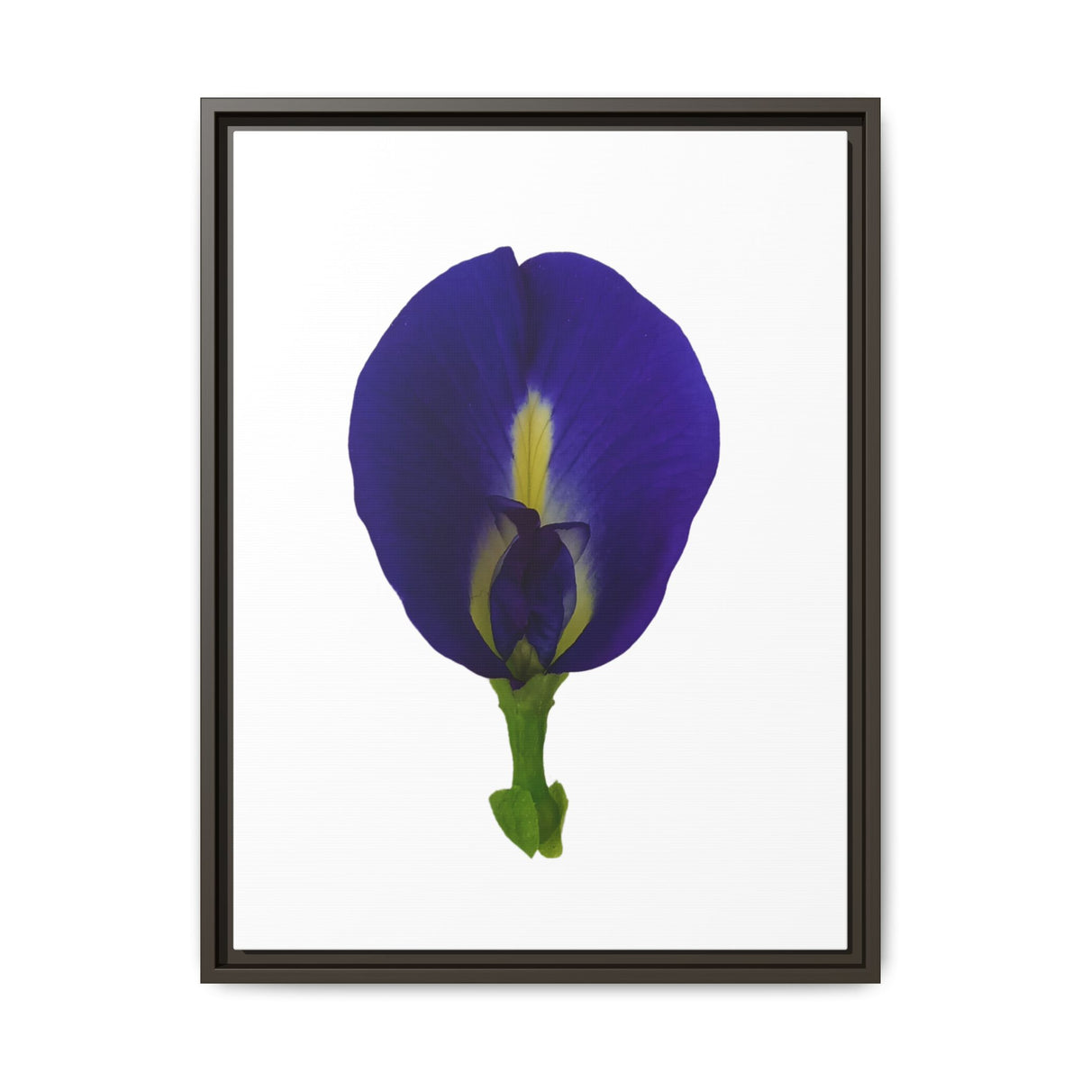 Original Butterfly Pea Flower Framed Canvas Wall Art