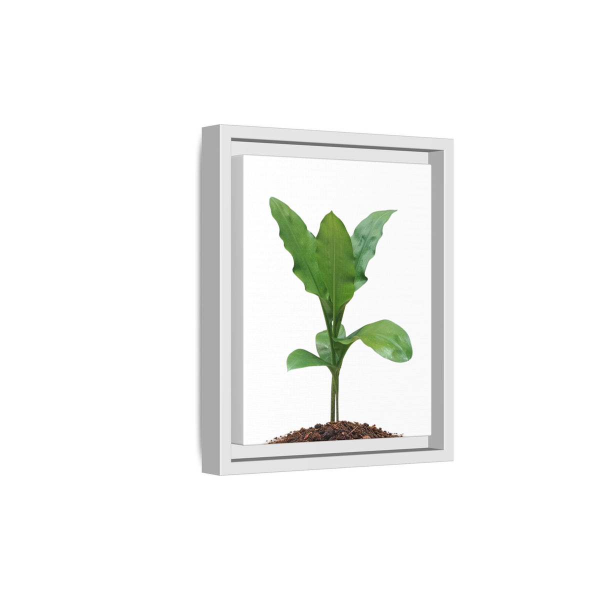 Blood Lily Plant Paintbrush Lily Plant Framed Canvas Wall Art