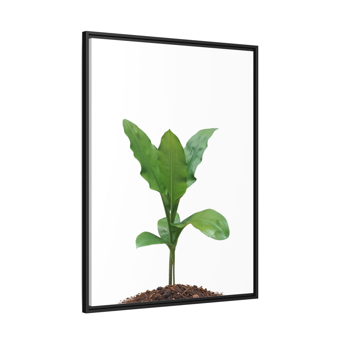 Blood Lily Plant Paintbrush Lily Plant Framed Canvas Wall Art