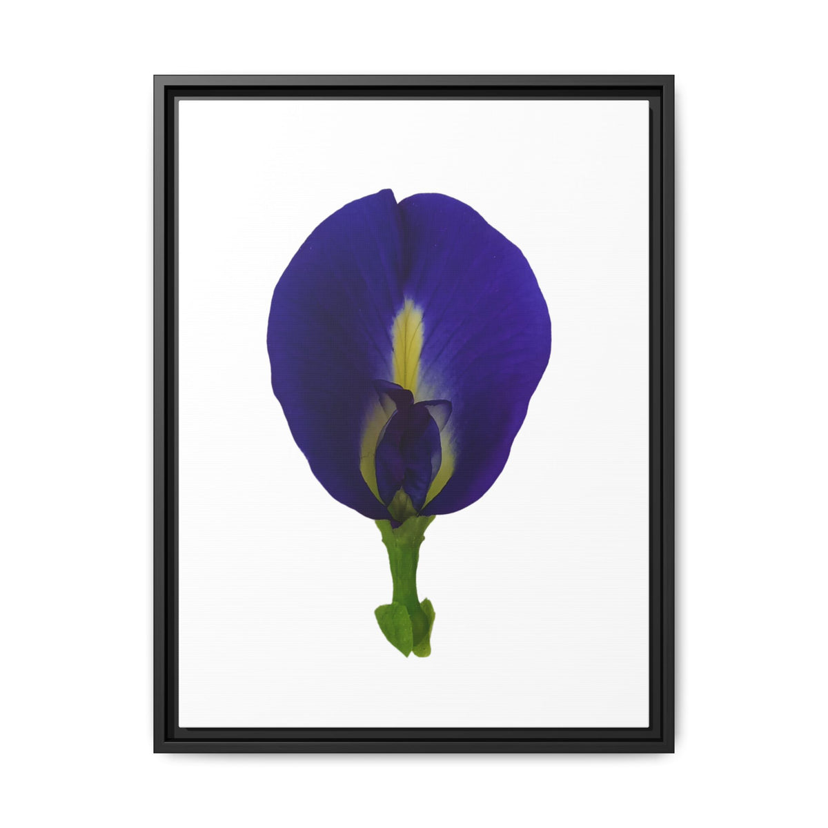Original Butterfly Pea Flower Framed Canvas Wall Art