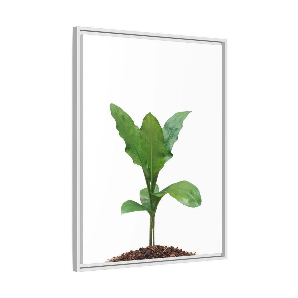 Blood Lily Plant Paintbrush Lily Plant Framed Canvas Wall Art