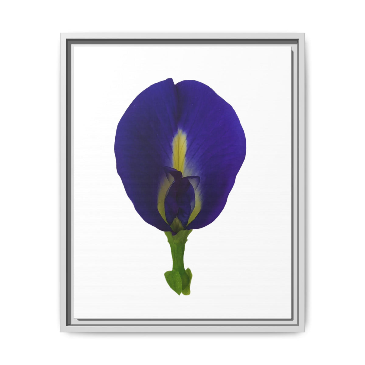 Original Butterfly Pea Flower Framed Canvas Wall Art