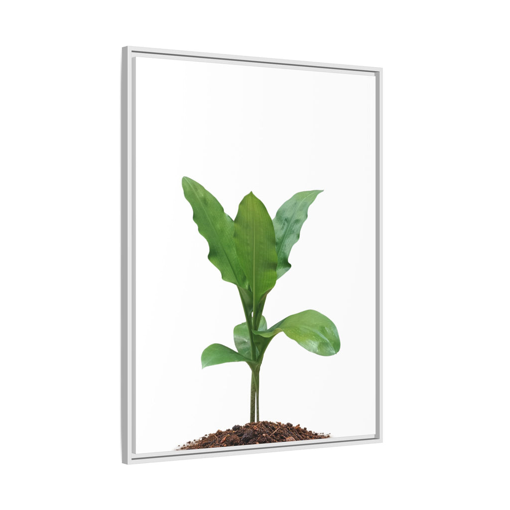 Blood Lily Plant Paintbrush Lily Plant Framed Canvas Wall Art
