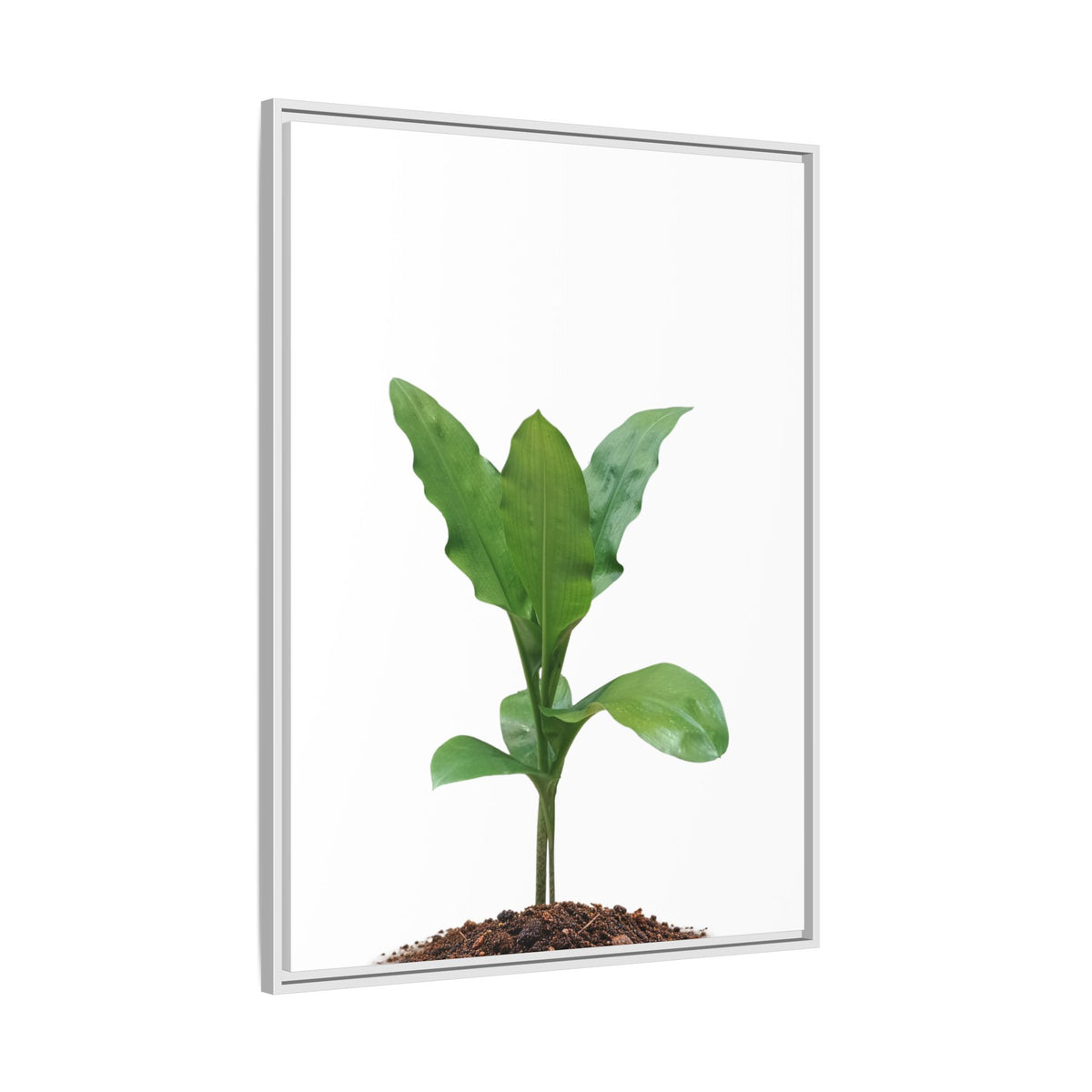 Blood Lily Plant Paintbrush Lily Plant Framed Canvas Wall Art