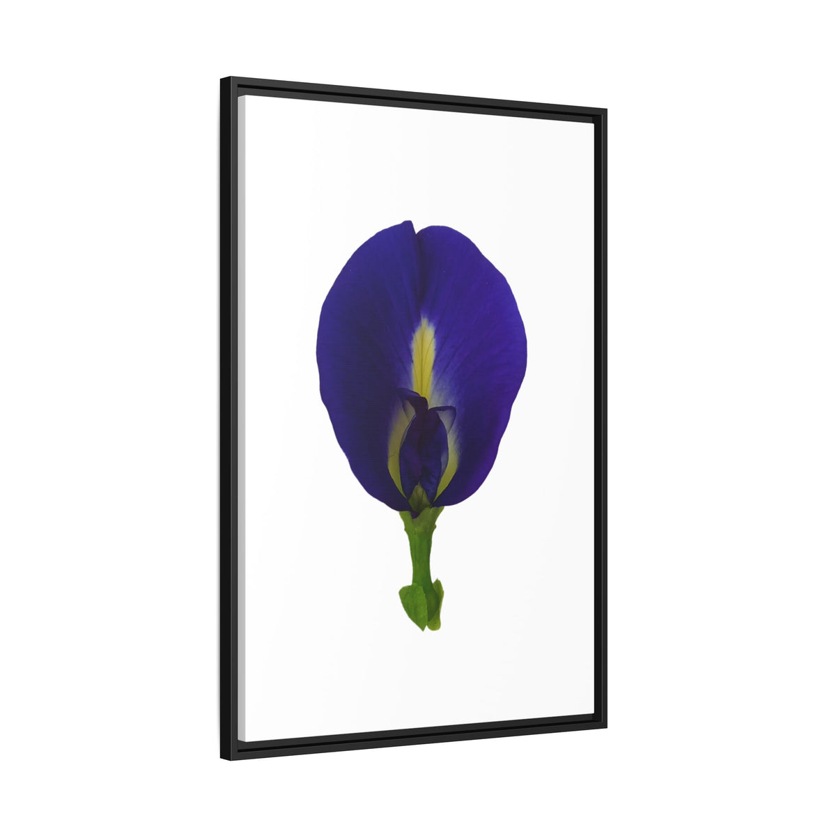 Original Butterfly Pea Flower Framed Canvas Wall Art