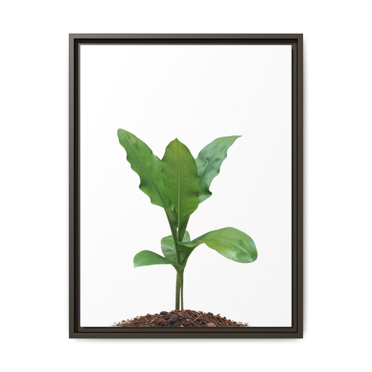 Blood Lily Plant Paintbrush Lily Plant Framed Canvas Wall Art