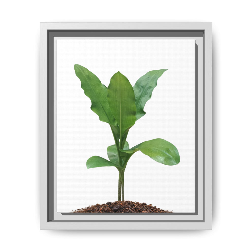 Blood Lily Plant Paintbrush Lily Plant Framed Canvas Wall Art