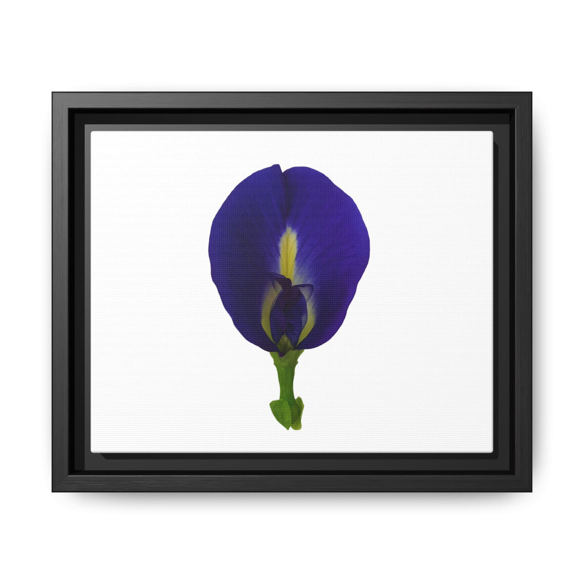 Original Butterfly Pea Flower Framed Canvas Wall Art