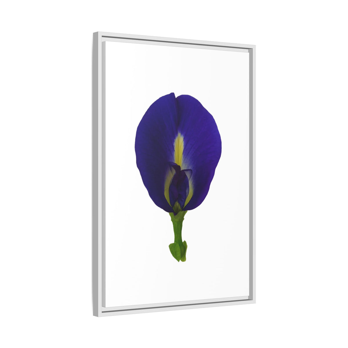 Original Butterfly Pea Flower Framed Canvas Wall Art