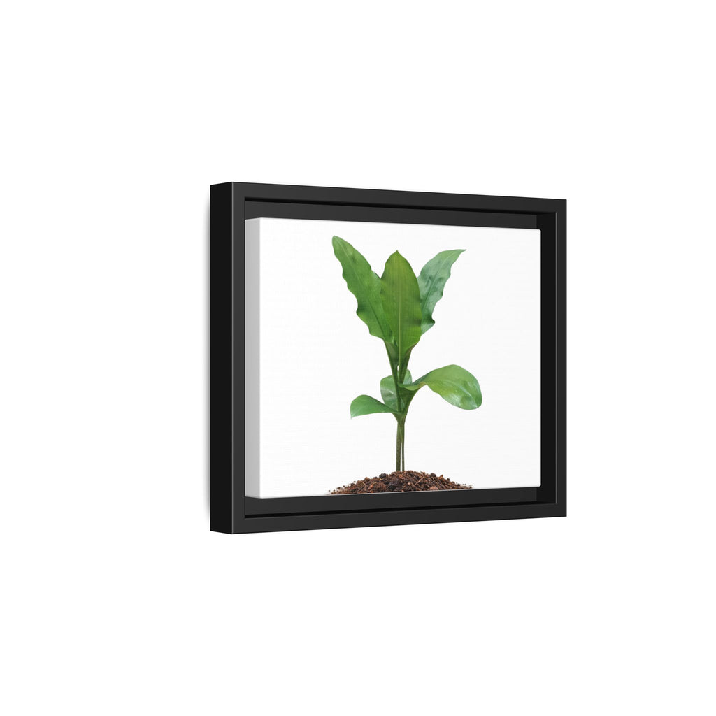 Blood Lily Plant Paintbrush Lily Plant Framed Canvas Wall Art