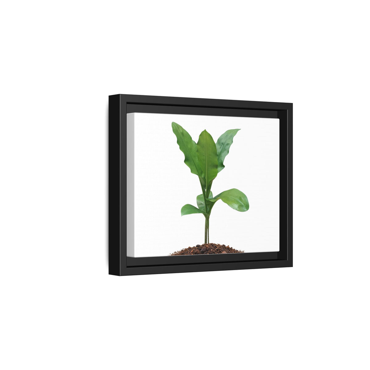 Blood Lily Plant Paintbrush Lily Plant Framed Canvas Wall Art