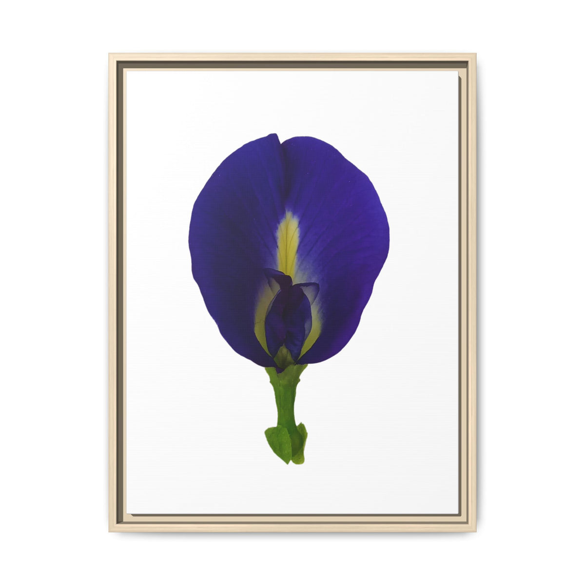 Original Butterfly Pea Flower Framed Canvas Wall Art
