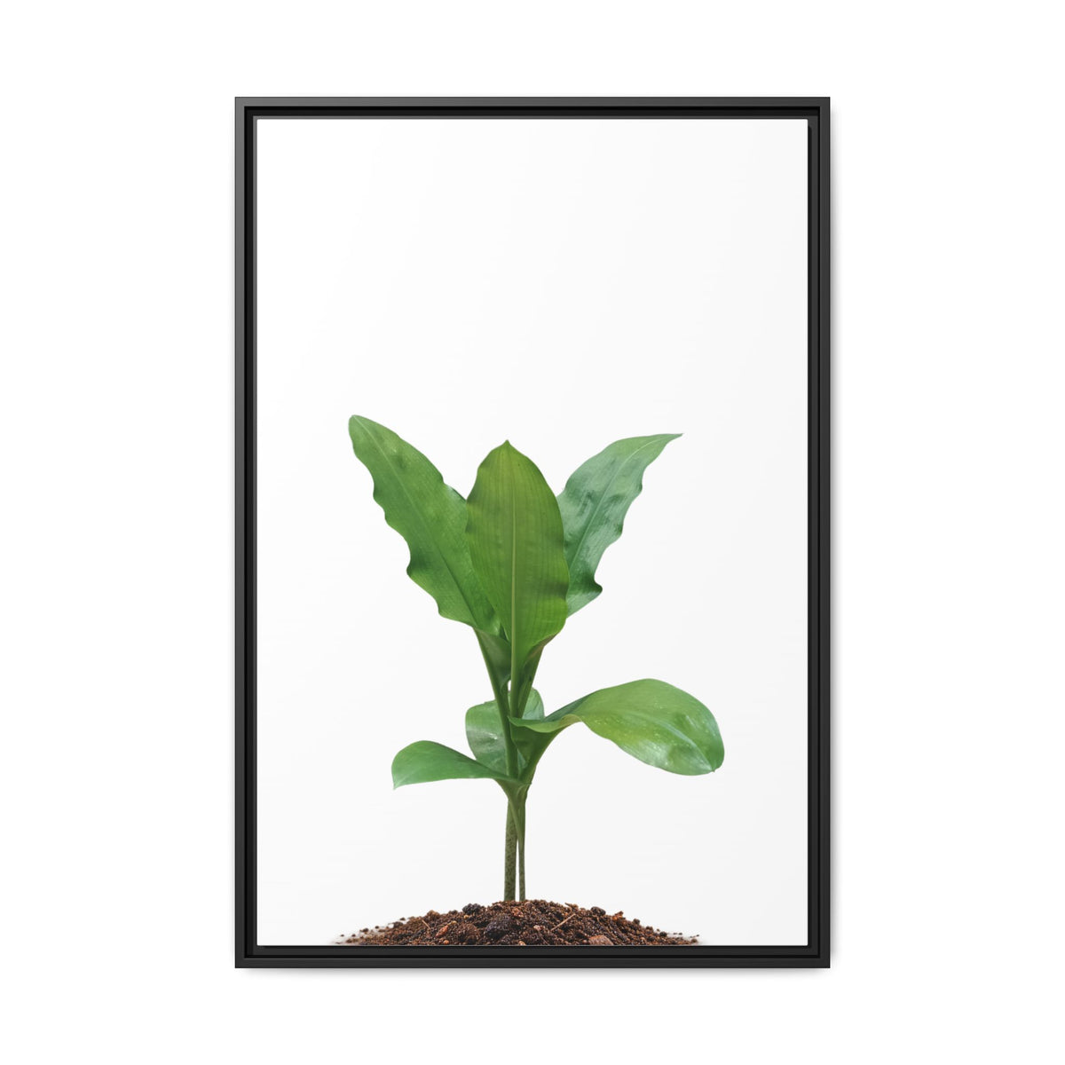 Blood Lily Plant Paintbrush Lily Plant Framed Canvas Wall Art