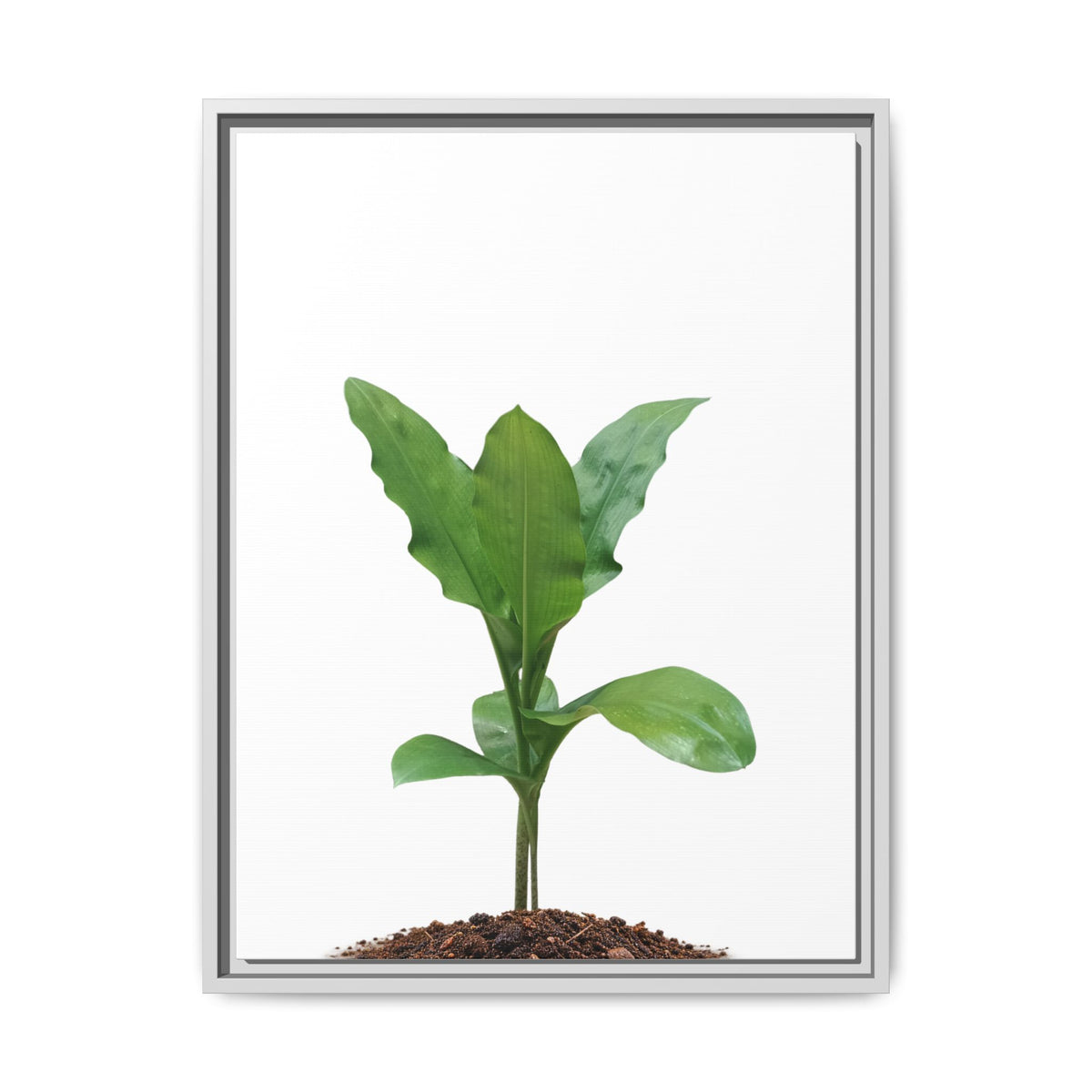 Blood Lily Plant Paintbrush Lily Plant Framed Canvas Wall Art