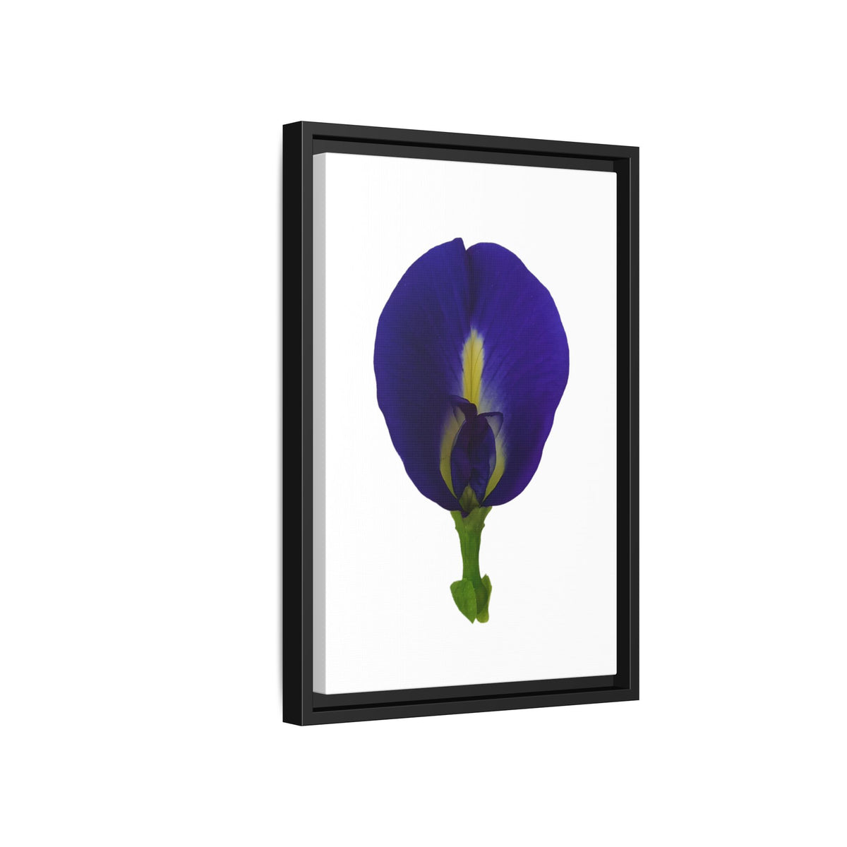Original Butterfly Pea Flower Framed Canvas Wall Art