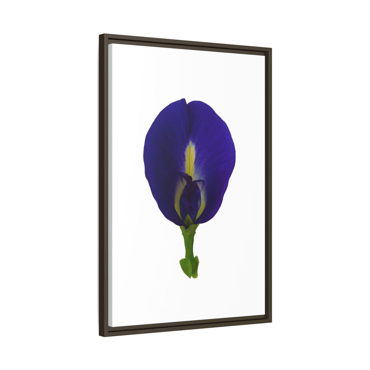 Original Butterfly Pea Flower Framed Canvas Wall Art