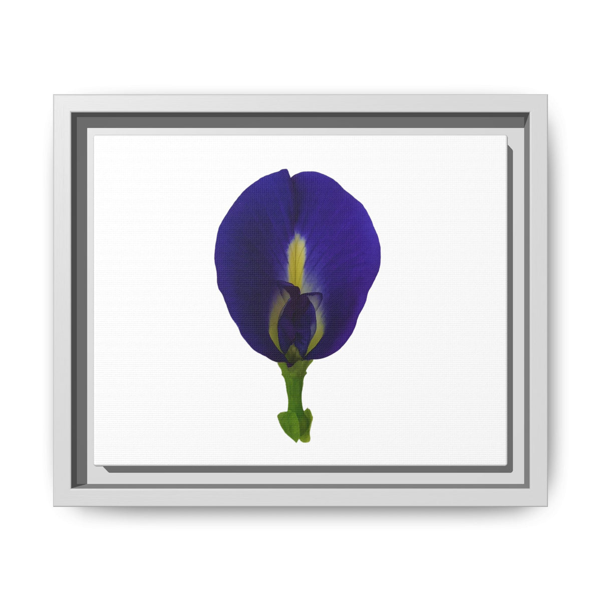 Original Butterfly Pea Flower Framed Canvas Wall Art