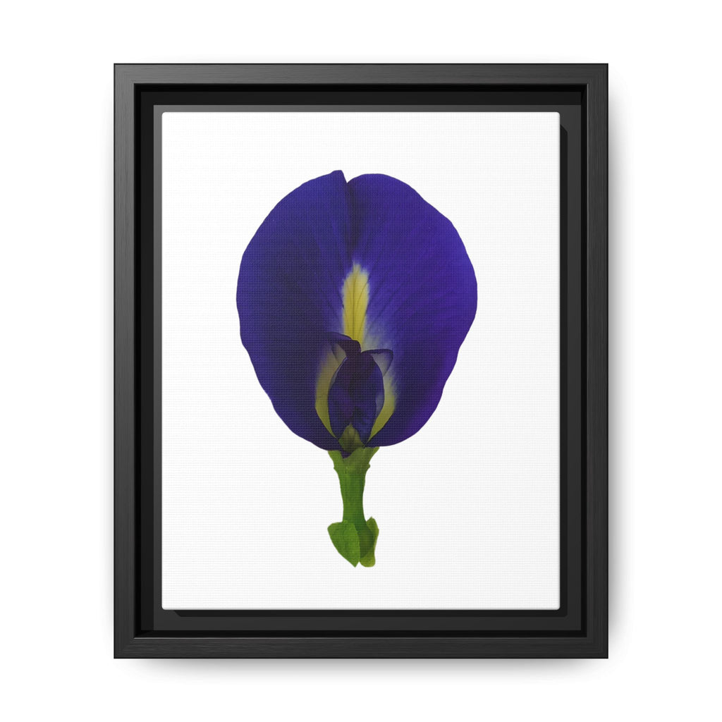 Original Butterfly Pea Flower Framed Canvas Wall Art