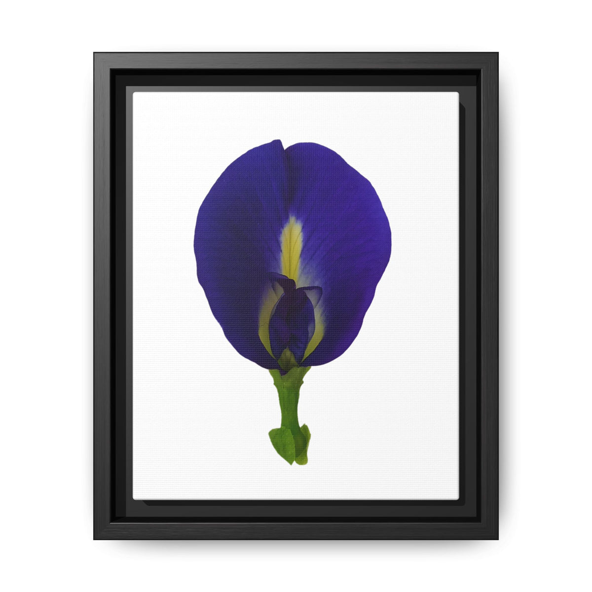 Original Butterfly Pea Flower Framed Canvas Wall Art