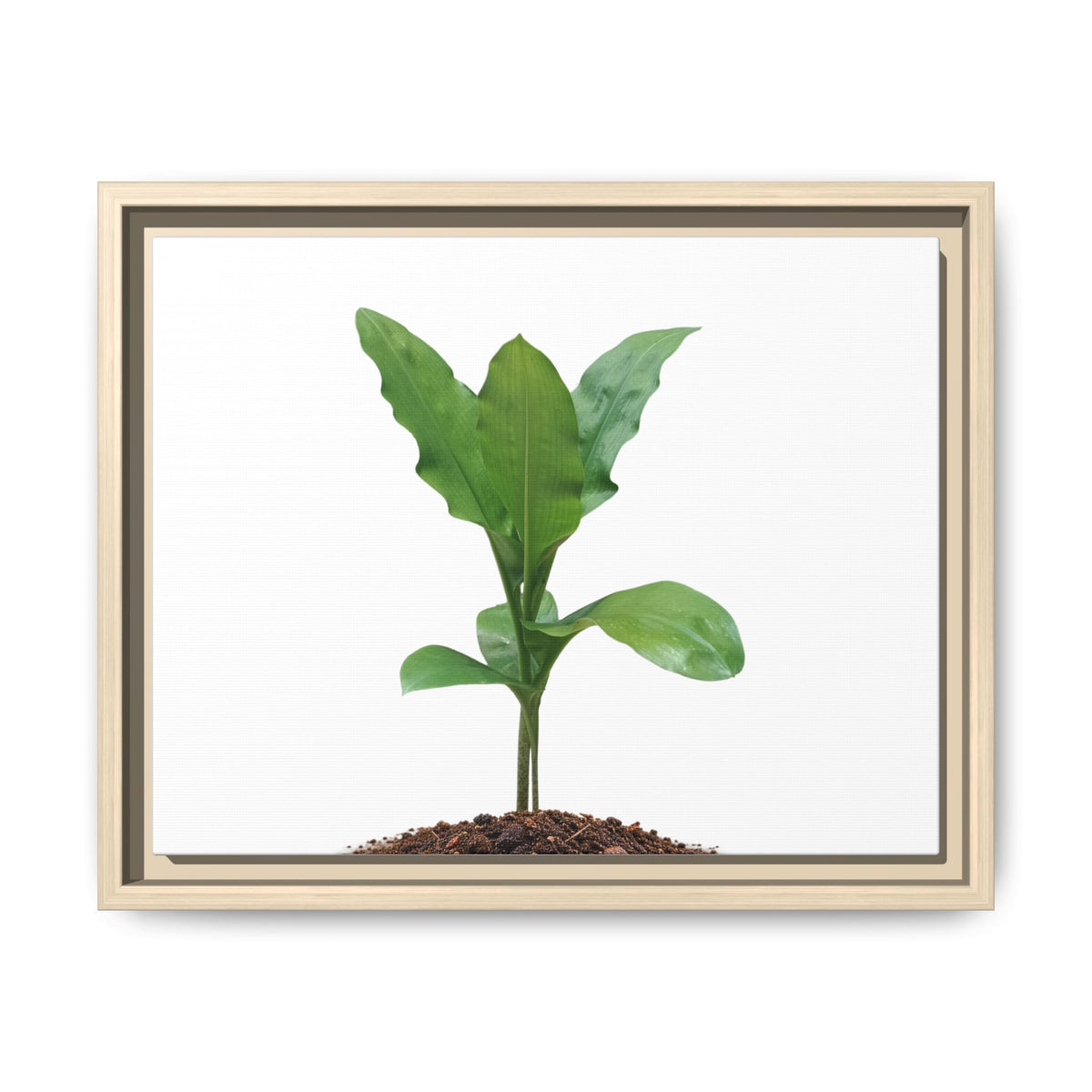 Blood Lily Plant Paintbrush Lily Plant Framed Canvas Wall Art