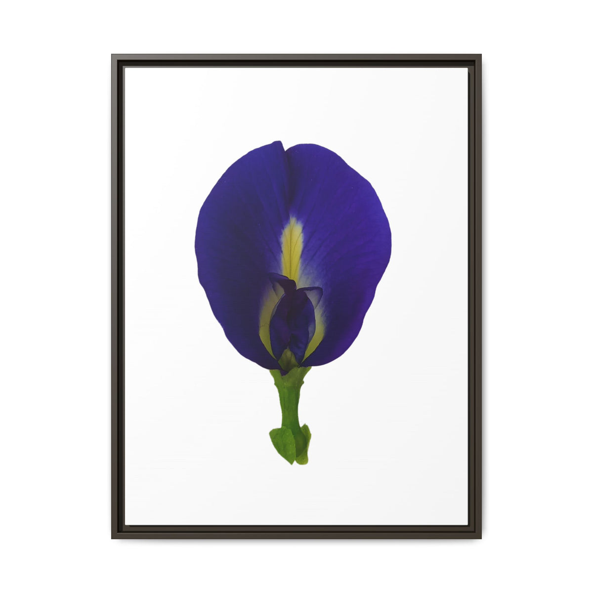 Original Butterfly Pea Flower Framed Canvas Wall Art