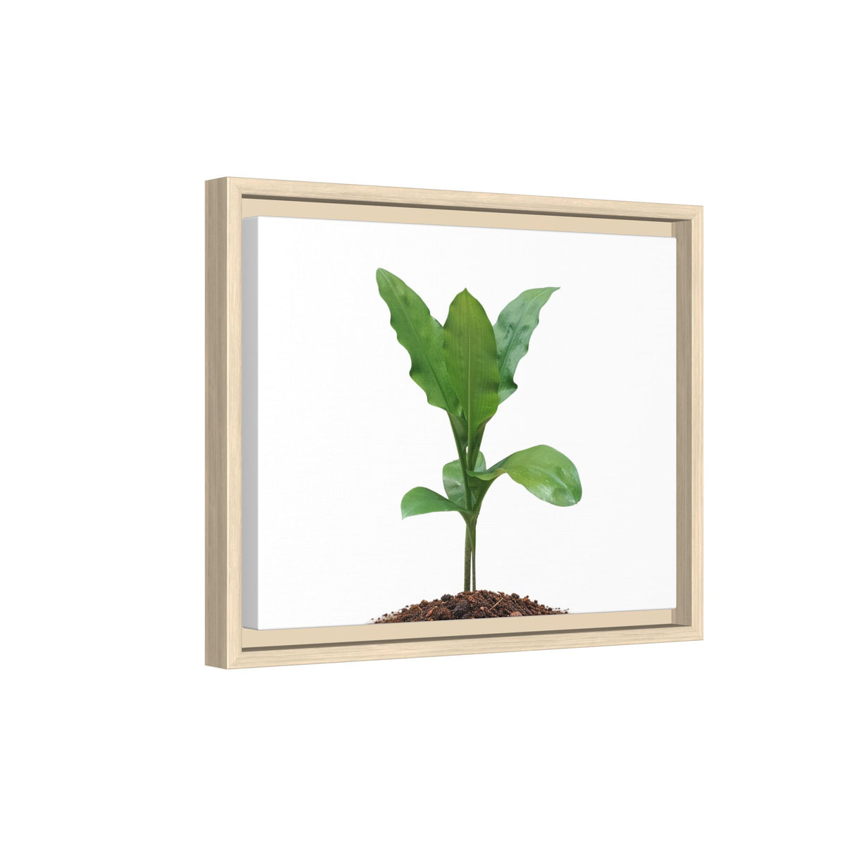 Blood Lily Plant Paintbrush Lily Plant Framed Canvas Wall Art