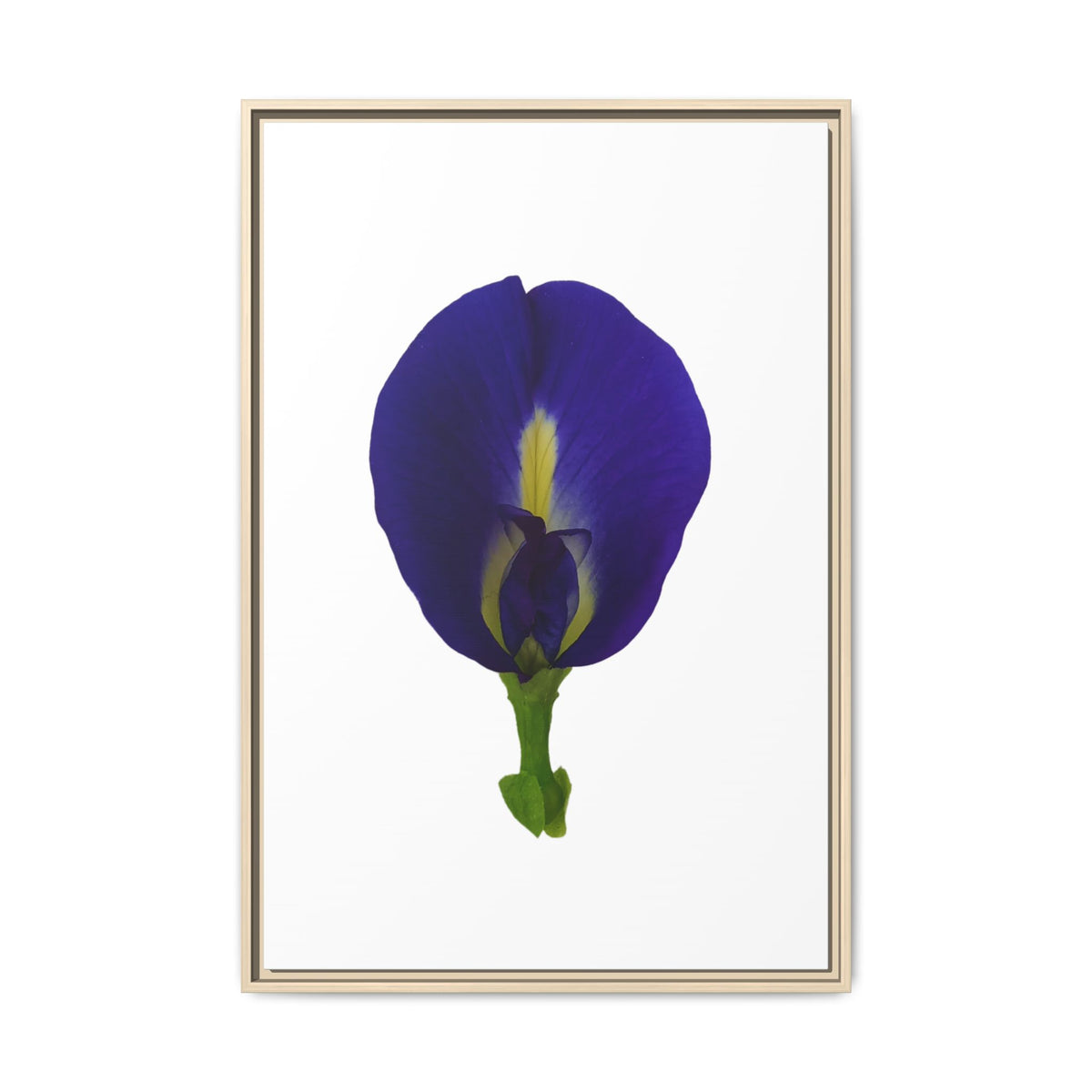 Original Butterfly Pea Flower Framed Canvas Wall Art