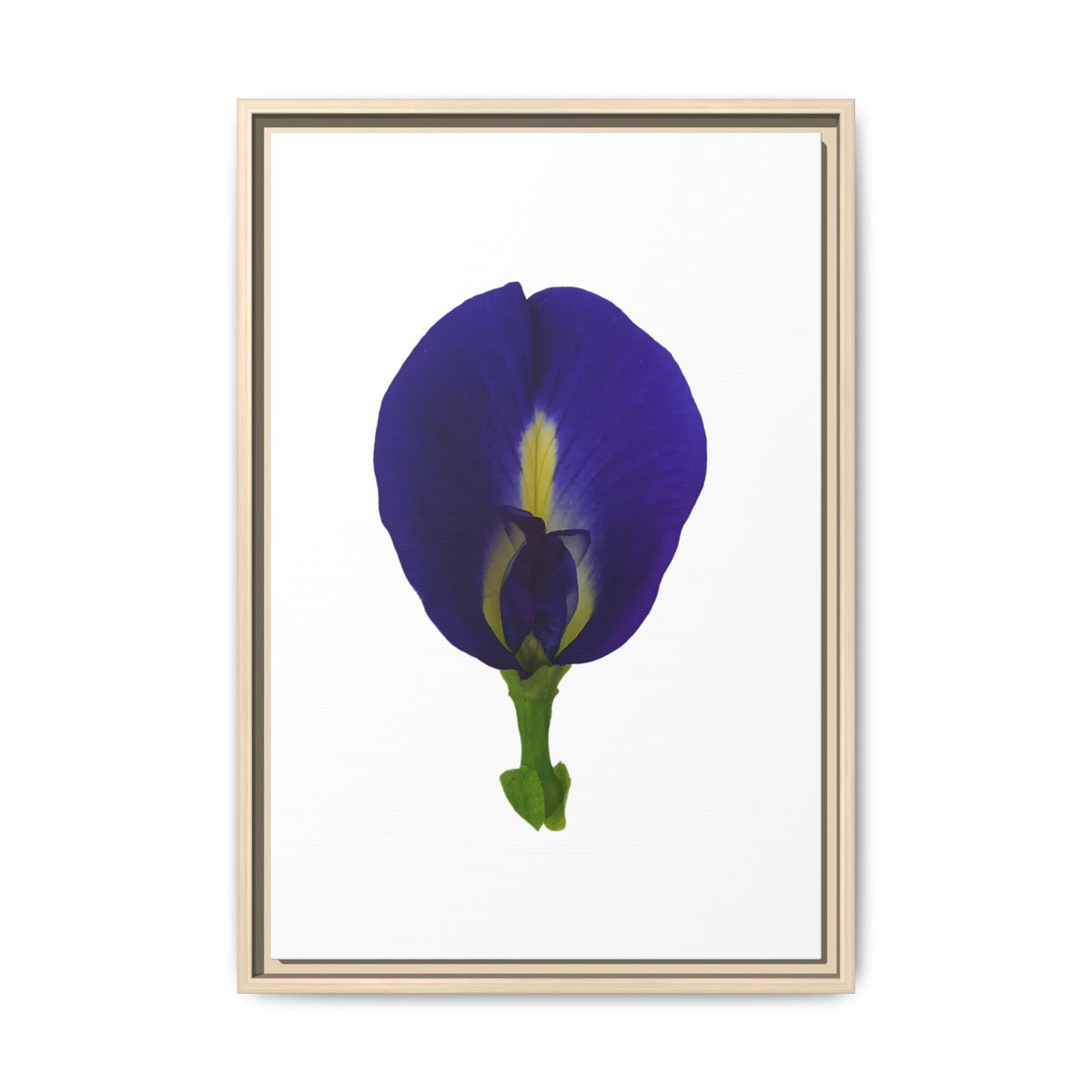 Original Butterfly Pea Flower Framed Canvas Wall Art