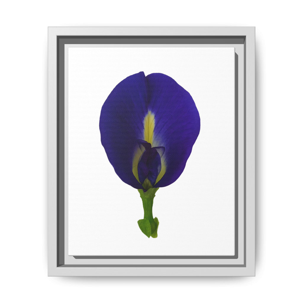 Original Butterfly Pea Flower Framed Canvas Wall Art
