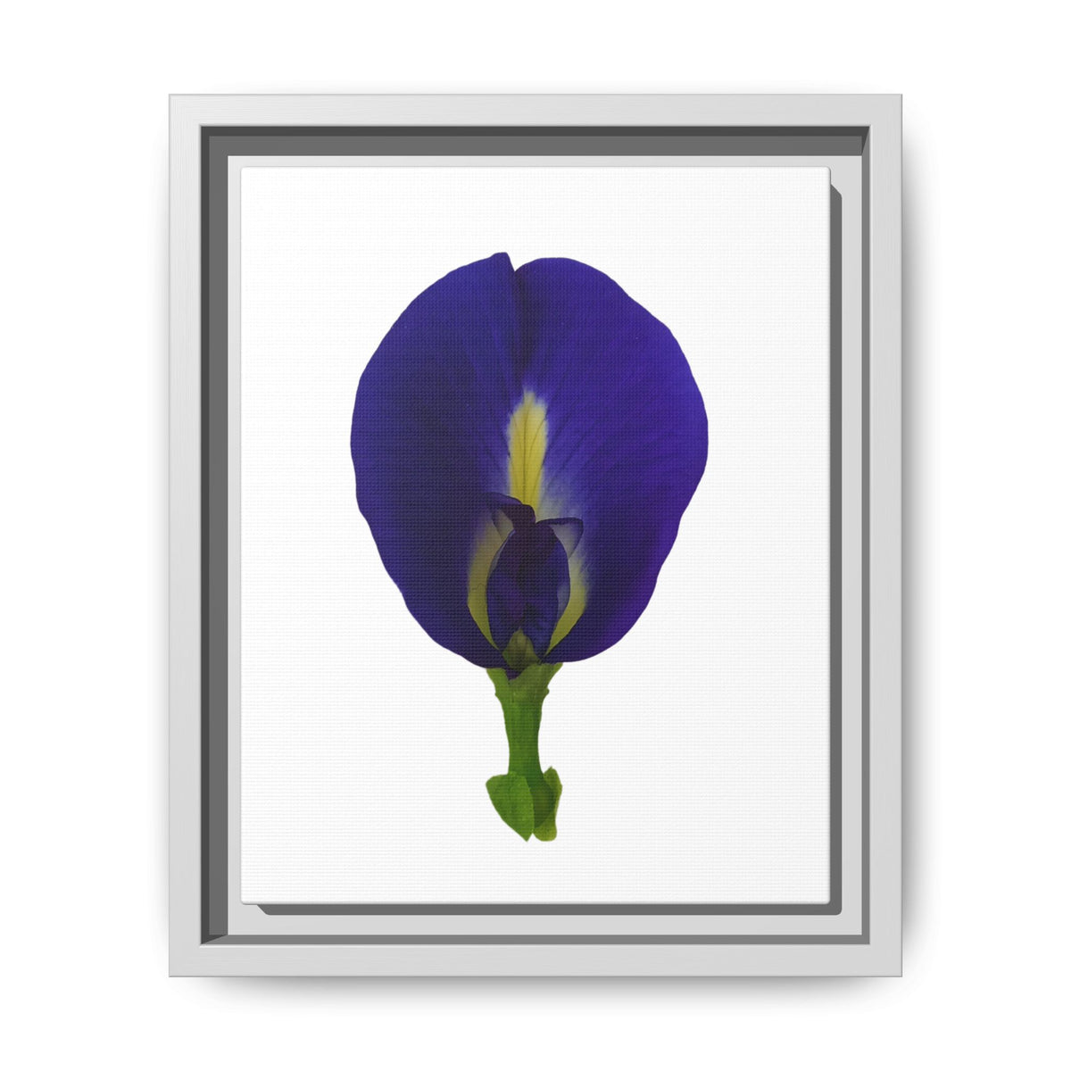 Original Butterfly Pea Flower Framed Canvas Wall Art