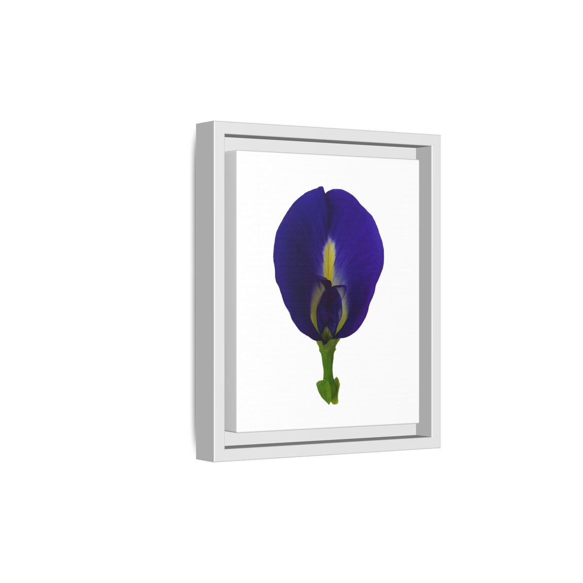 Original Butterfly Pea Flower Framed Canvas Wall Art