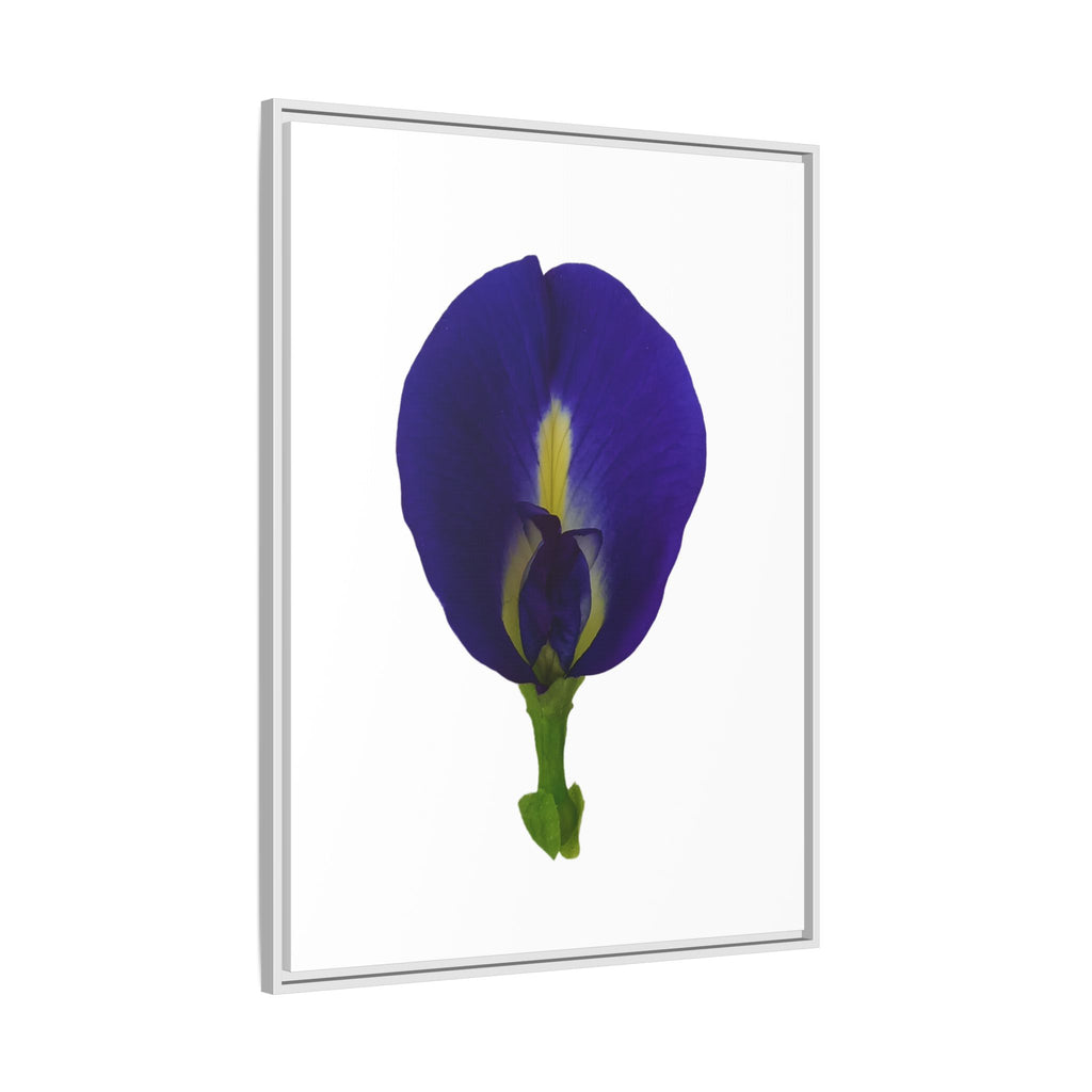 Original Butterfly Pea Flower Framed Canvas Wall Art