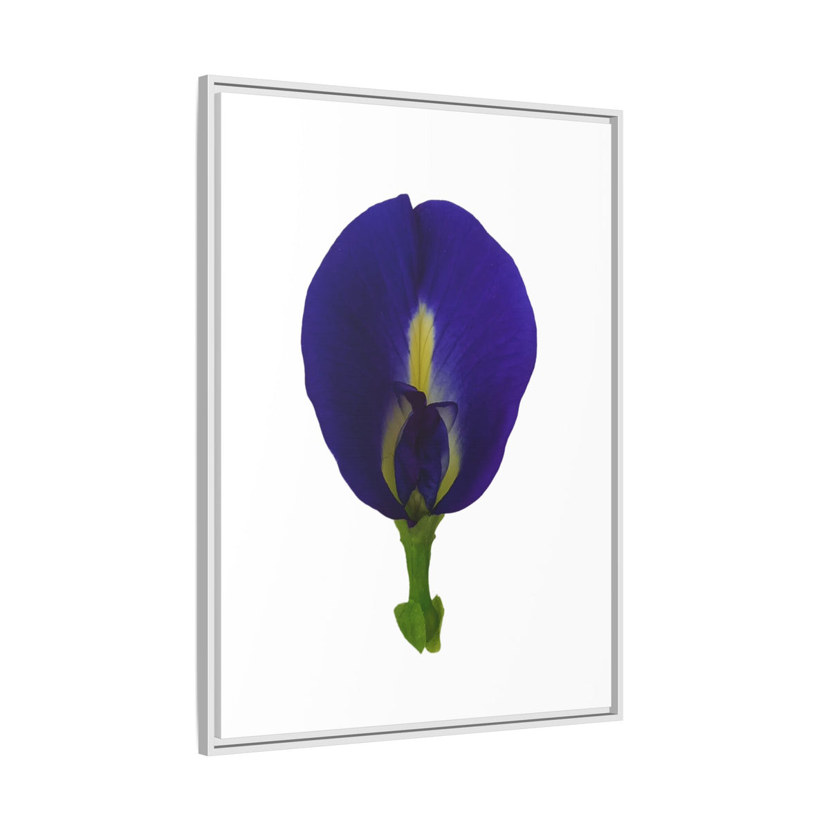 Original Butterfly Pea Flower Framed Canvas Wall Art
