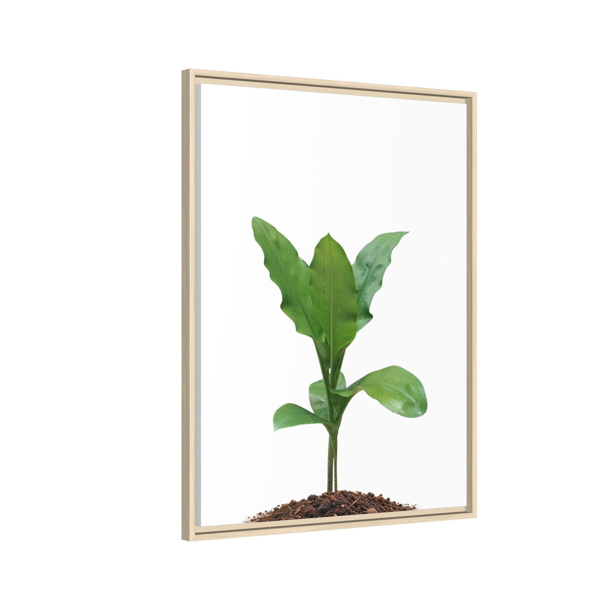 Blood Lily Plant Paintbrush Lily Plant Framed Canvas Wall Art