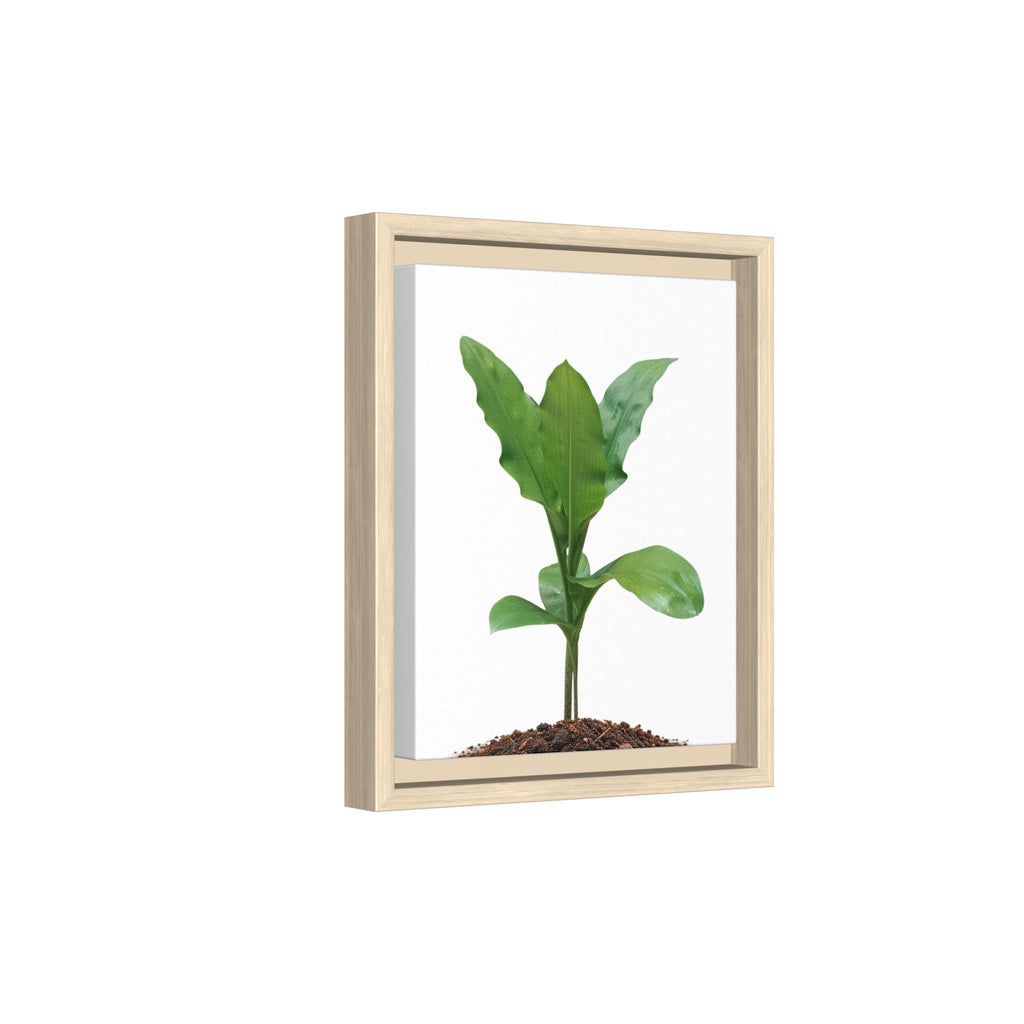 Blood Lily Plant Paintbrush Lily Plant Framed Canvas Wall Art