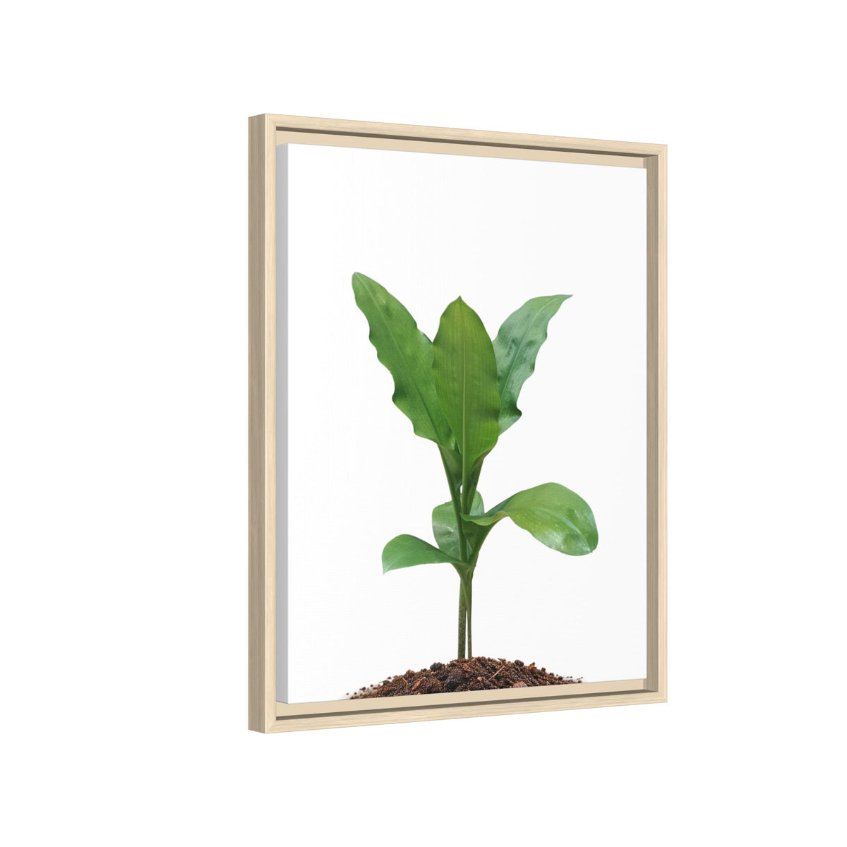 Blood Lily Plant Paintbrush Lily Plant Framed Canvas Wall Art