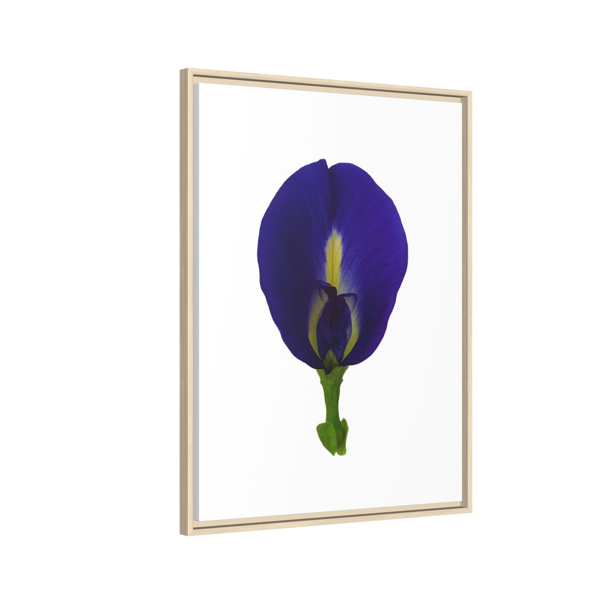 Original Butterfly Pea Flower Framed Canvas Wall Art